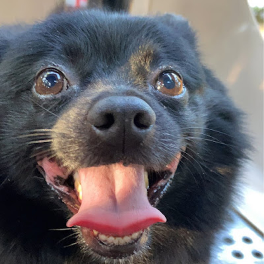 Meet your Posher, Ana sofia